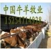 純種西門塔爾牛養(yǎng)殖效益分析 純種西門塔爾牛價(jià)格 中國牛羊牧業(yè)