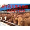 新出欄一批優(yōu)質(zhì)肉牛犢_西門塔爾牛_夏洛萊牛_利木贊