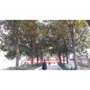 湖北湖南廣玉蘭采購|湖北湖南優(yōu)質(zhì)廣玉蘭、白玉蘭出售