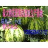 大量供應花蕾甜瓜 八里香 花皮甜瓜 生產(chǎn)基地現(xiàn)已大批量上市