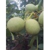 陜西大荔青皮核桃產(chǎn)地