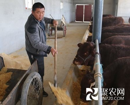 周保軍：養牛讓我走上多元增收路 