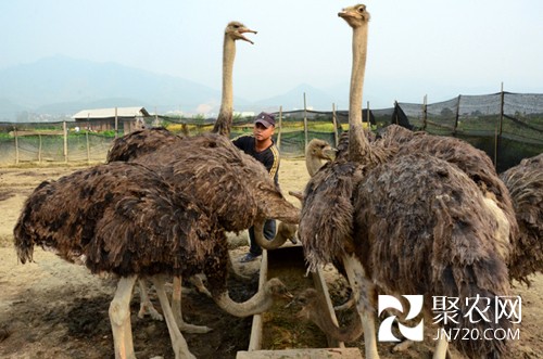榕江一農(nóng)民引進山東鴕鳥飼養(yǎng)成功 