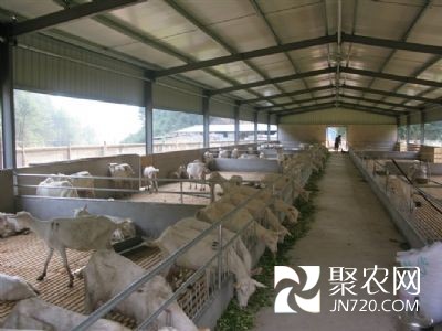 大學生向斌回家養殖做知識型“羊倌”