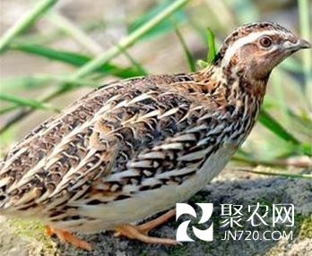 一只鵪鶉帶來三份收益 