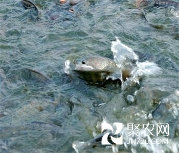 引山泉水養(yǎng)殖生態(tài)魚 