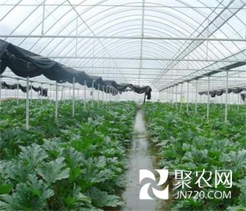 棚室蔬菜開辟增收新路 