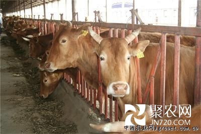 牛氣哄哄的牛販子的一次華麗“變身”