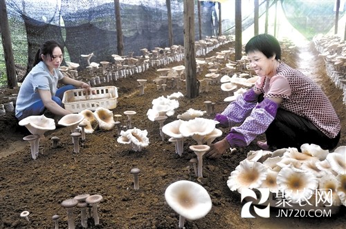 生態優勢讓上林食用菌產業紅紅火火