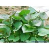 徐薯22紅薯苗、優質脫毒紅薯苗、歡迎預訂