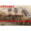 批發(fā)大櫻桃苗 吉塞拉大櫻桃苗 大櫻桃樹 優(yōu)質豐產大櫻桃樹