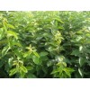 專營(yíng)柿子苗葡萄苗軟棗苗花椒苗