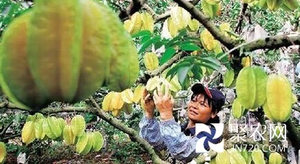 海口：海南澄邁楊桃豐收 果農(nóng)苦尋銷路