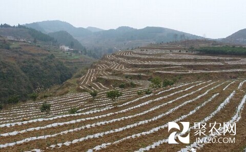 貴陽開陽:建“溫馨地毯” 提高茶葉種植效益