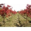 紅楓、紅楓幼苗