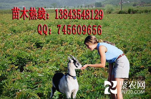 大葉速生槐苗木 大葉速生槐樹 大葉速生槐視頻 大葉速生槐圖片1