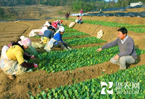 訪農家 看增收 小小茶苗賺大錢