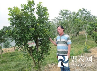 周春旺：“豬場老板”變身“橘紅大王”