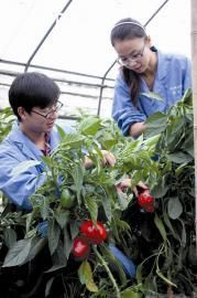 田間創(chuàng)業(yè)試身手 誰說女子不如男