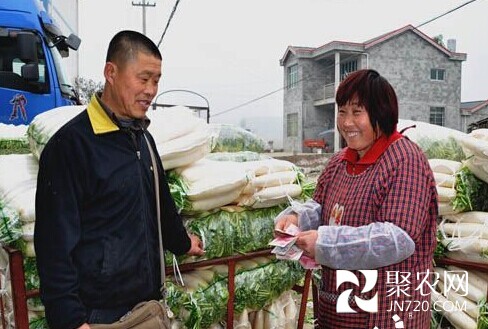 重慶潼南：蘿卜價高不愁銷