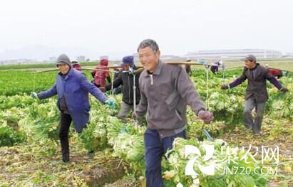 臺(tái)州:冬花菜豐收 菜農(nóng)笑哈哈