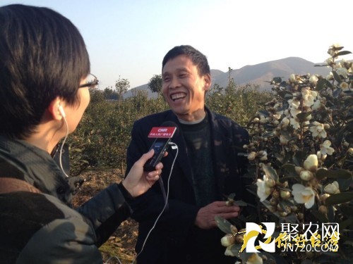 湖南邵陽:茶花香飄醉人 茶油暢銷富民