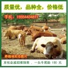 廣東養牛場西門塔爾小牛的價格