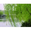 供應(yīng)大量優(yōu)質(zhì)垂柳、幼苗
