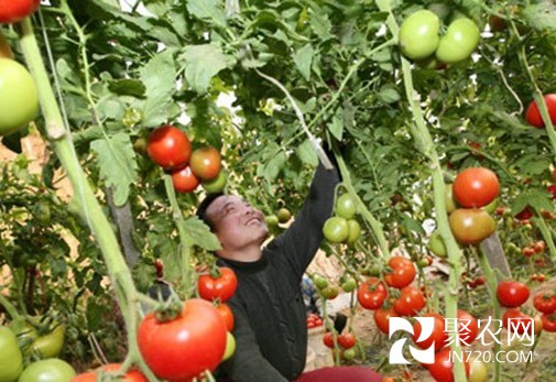 回鄉種菜賺大錢