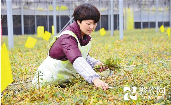 縉云家庭農(nóng)場主鈄大松——新鮮石斛銷四方