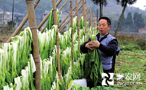 “冬菜傳人”龍廷國：冬菜至少密封三年才上市
