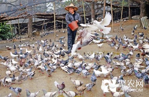 飼養鴿子成象州農民致富新途徑