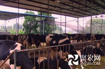 石家莊今年將完成60家生產乳粉用奶牛場建設