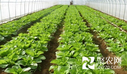 咸陽市秦都區大棚內蔬菜長勢喜人