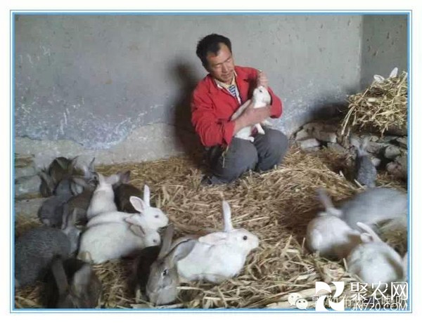 養兔致富的男能人