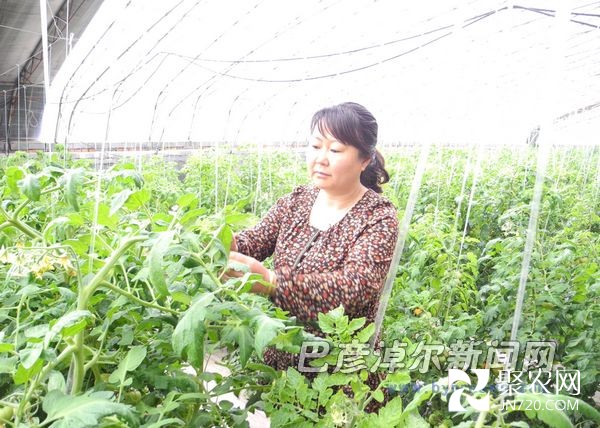 夫婦倆搞養(yǎng)殖、種大棚蔬菜帶動全村人致富