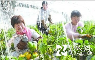 山東濱州經(jīng)開區(qū)大棚有機(jī)蔬菜進(jìn)京
