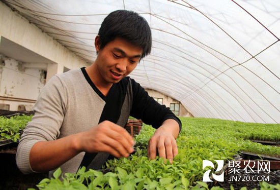 孟騰飛:大棚里忙創業致富