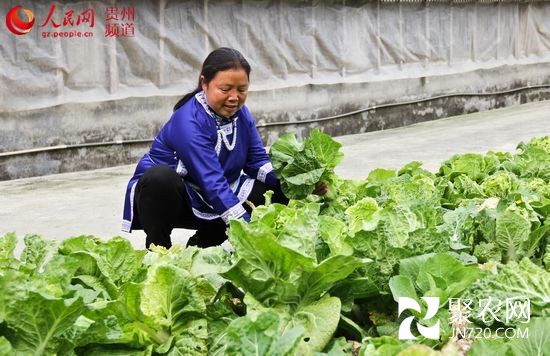 楊愛東:大山里的致富帶頭人