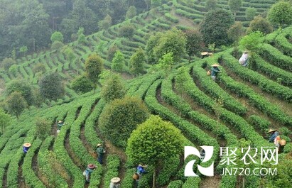 廣西賀州市:“小茶葉”做出“大文章”