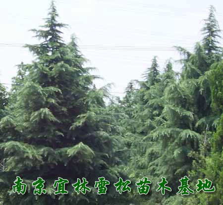 南京桿徑15公分雪松價格報價,桿徑20公分雪松價格批發供應