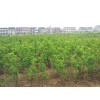 大量供應優質棗樹，棗樹幼苗