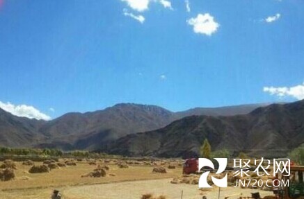 西藏糧食產量屢創新高 農戶坐等數錢