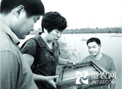 全國第二大龍蝦基地有她的功勞