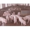 山東仔豬仔豬批發(fā)市場仔豬最新行情
