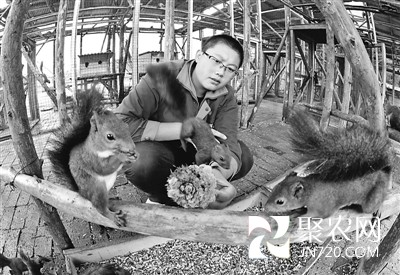 寵物松鼠圓他致富夢