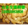 １５９５３９８３８０８生姜批發價格