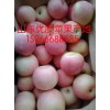 15266688585山東蘋果批發(fā)價格行情