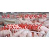 15552907687山東仔豬價(jià)格網(wǎng)仔豬價(jià)格網(wǎng)