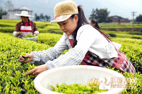 村支書帶頭種茶 小小茶葉托起村民致富夢